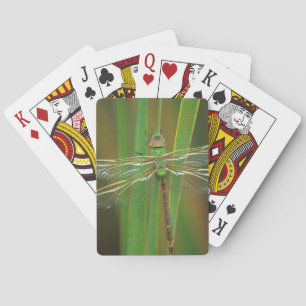 Jeu De Cartes États-Unis, Géorgie. Aeshna verticale sur des rose