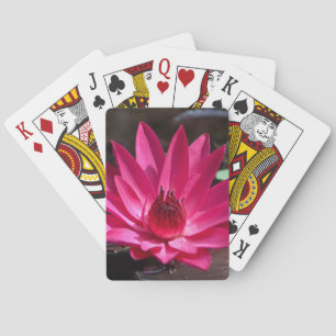 Jeu De Cartes États-Unis, Kansas, Bright Red Water Lilly
