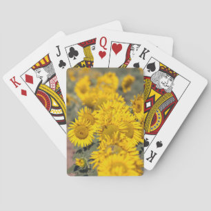 Jeu De Cartes États-Unis, Kansas. Tournesols (Helianthus Annuus)