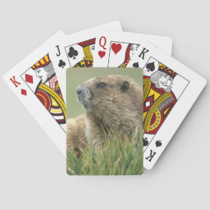 Jeu De Cartes États-Unis, Washington, Olympic NP, Marmotte olymp