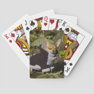 Jeu De Cartes Fancy Chihuahua