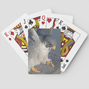 Jeu De Cartes Faucon pèlerin le long de la rivière Hudson