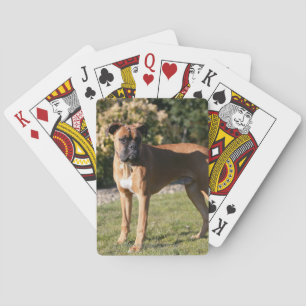 Jeu De Cartes Fawn Boxer