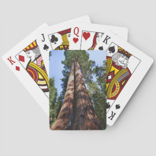 Jeu De Cartes Femme en train de filmer à la base d'un Séquoia gé