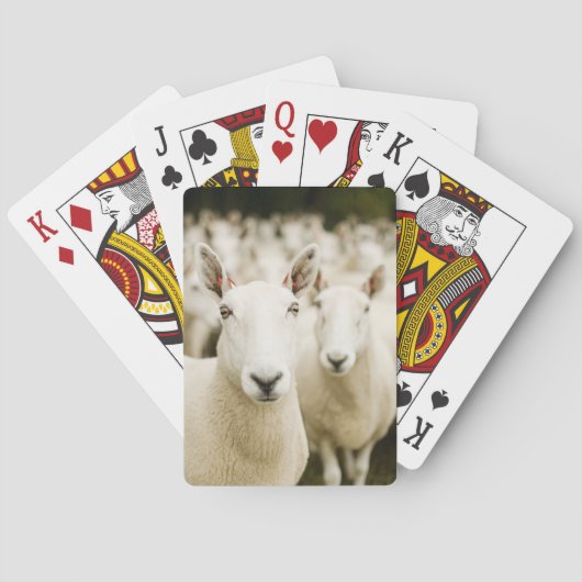 Jeu De Cartes Fermes | Troupeau de moutons (dos)