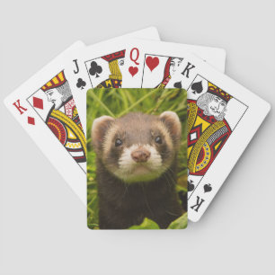Jeu De Cartes Ferret pour animaux dans l'herbe