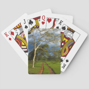 Jeu De Cartes Fever Tree (Acacia Xanthophloea) sur Dirt Track