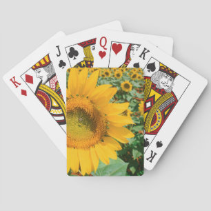 Jeu De Cartes Field Of Sunflowers. Heidleberg District