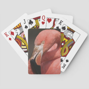 Jeu De Cartes Flamant du Chili, Phoenicopterus chilensis