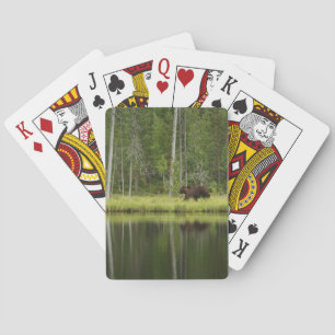 Jeu De Cartes Forests Bear at Taiga Forest Northern Finland