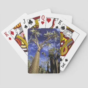Jeu De Cartes Forêt épineuse formée de Pachypodium arbres