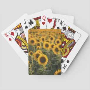 Jeu De Cartes France, Vaucluse, champ de tournesols