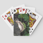 Jeu De Cartes Fungus polypores sur souche d'arbre (dos)