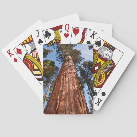Jeu De Cartes Géant Séquoia S'élève (dos)