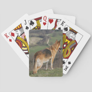 Jeu De Cartes German Shephard Looking Down Hill