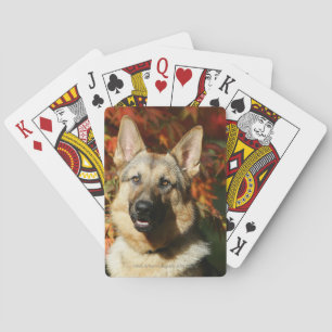 Jeu De Cartes German Shepherd Autumn Leaves