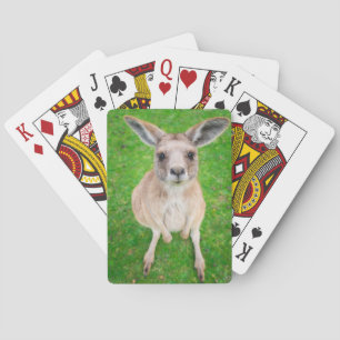 Jeu De Cartes Getty Images   Bébé kangourou