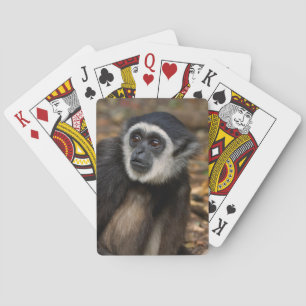 Jeu De Cartes Gibbon (Hylobates Lar) à poitrine blanche, singe