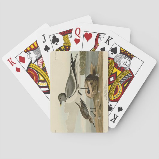 Jeu De Cartes Goéland à queue fourrée des oiseaux d'Amérique d'A (dos)