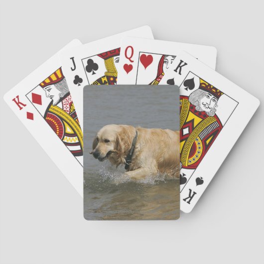Jeu De Cartes Golden Retriever dans l'eau (dos)