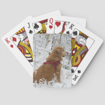 Golden Retriever Jouer des cartes