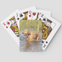 Golden Retriever Jouer des cartes