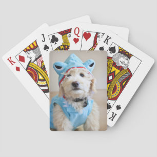 Jeu De Cartes Goldendoodle En Costume De Requin