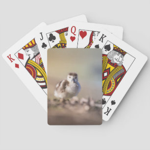 Jeu De Cartes Goose Chick Nature Photo