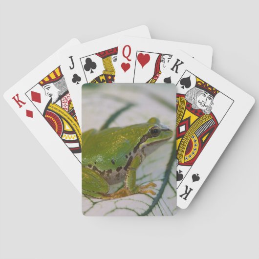 Jeu De Cartes Grenouille d'arbre Pacifique sur des fleurs dans (dos)
