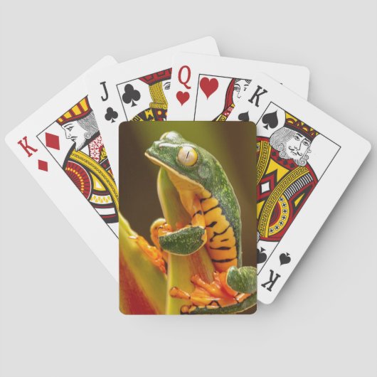 Jeu De Cartes Grenouille de singe de Tigre (dos)