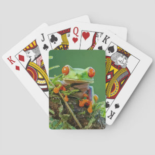 Jeu De Cartes Grenouille des yeux rouges sur une branche