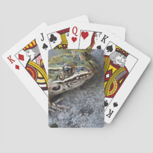 Jeu De Cartes Grenouille léopard du nord, Île transparente,