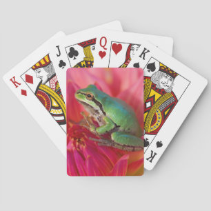 Jeu De Cartes Grenouille léopard sur des fleurs dans notre jardi