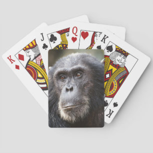 Jeu De Cartes Gros plan du Chimpanzé mâle