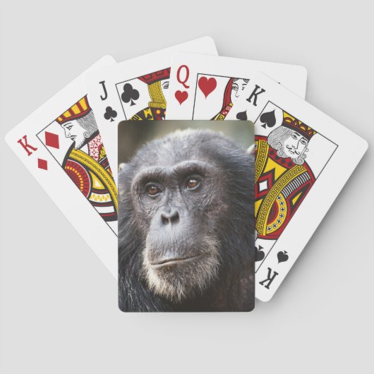 Jeu De Cartes Gros plan du Chimpanzé mâle (dos)