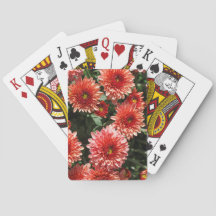 Gros plan sur le plante chrysanthemum