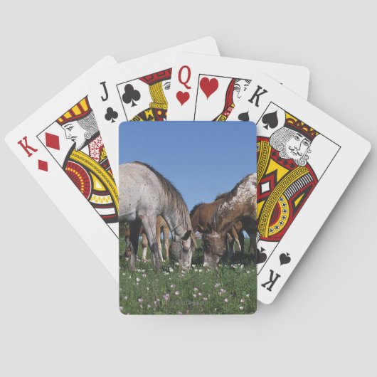 Jeu De Cartes Groupe d'Appaloosa (dos)
