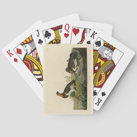 Jeu De Cartes Grous de saule (Grouse) - Oiseaux d'Amérique d'Aud (dos)