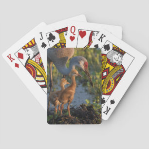 Jeu De Cartes Grue de Sandhill avec poussins, Floride