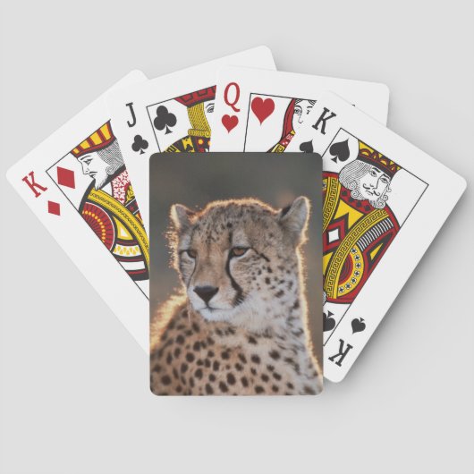 Jeu De Cartes Guépard regard détourné (dos)