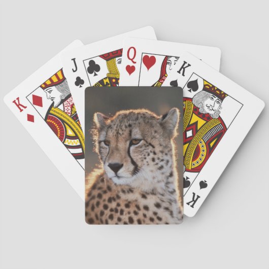Jeu De Cartes Guépard regardant ailleurs (dos)