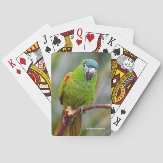 Jeu De Cartes Hahn's Mini Macaw / Macaw à épaulettes rouges (dos)