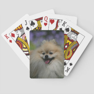 Jeu De Cartes Halètement de Pomeranian