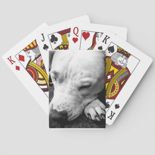 Jeu De Cartes harry potler scar dog white pit bull (dos)