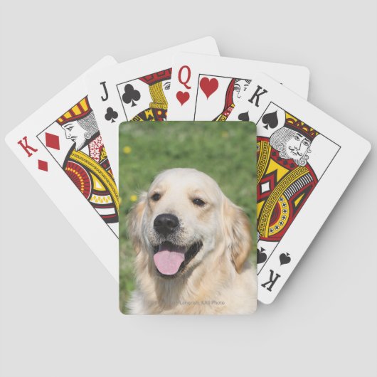 Jeu De Cartes Headshot 1 de golden retriever (dos)