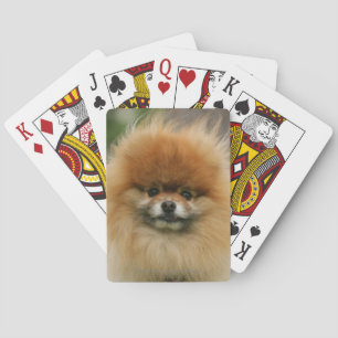 Jeu De Cartes Headshot de Pomeranian regardant l'appareil-photo