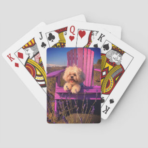 Jeu De Cartes Heureux chiot de Shih Tzu joueur, chien se relaxan