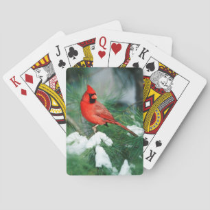 Jeu De Cartes Homme du Cardinal du Nord sur l'arbre, IL