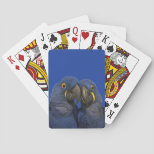 Jeu De Cartes Hyacinth Macaw
