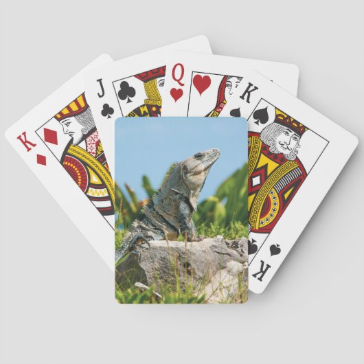 Jeu De Cartes Iguana (dos)